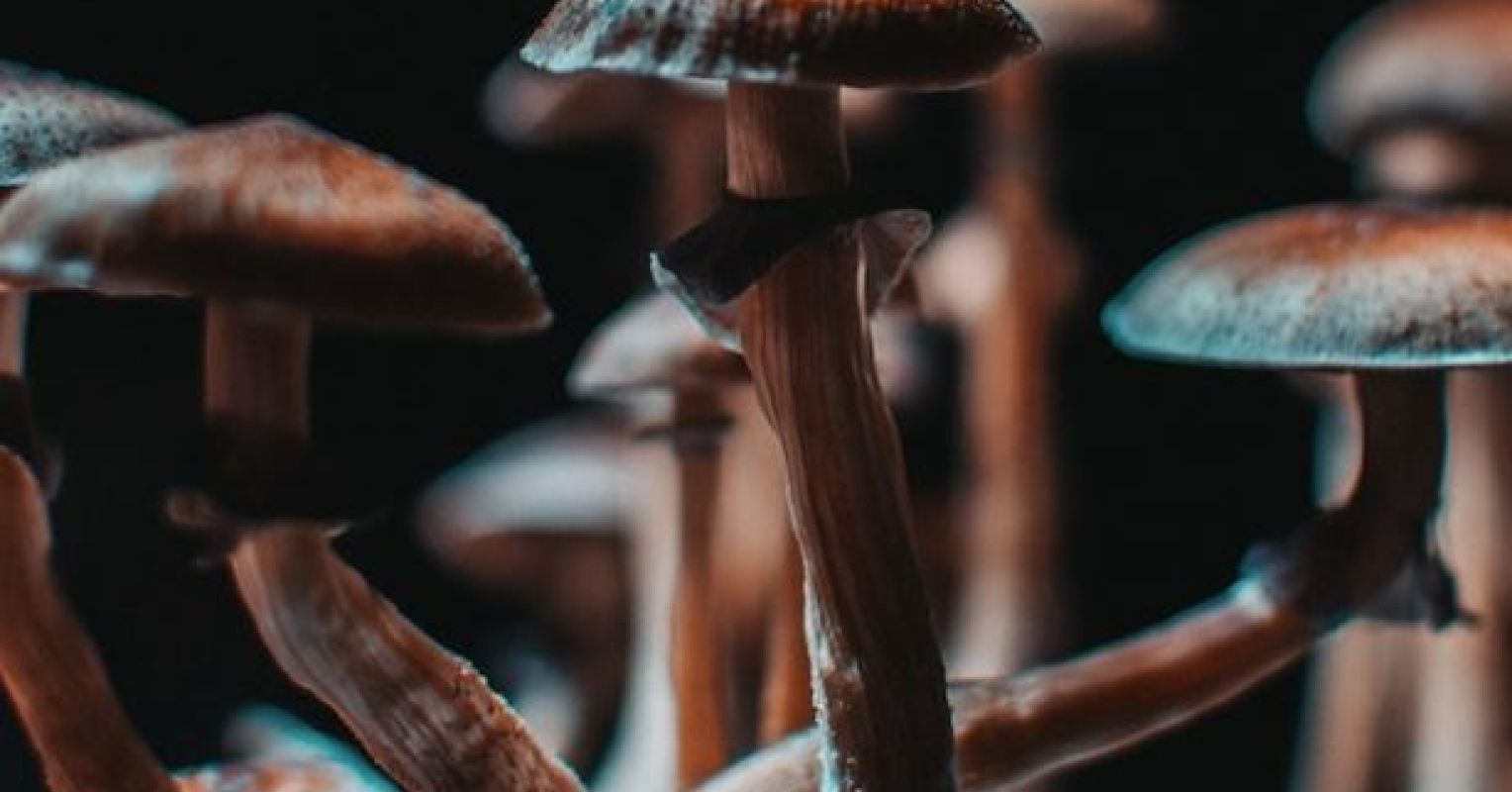 Mushroom Drug May Prove Magical in Treating Depression